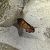 Amphipoea sp. 