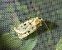 Chersotis multangula 
