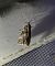 Acrobasis advenella 
