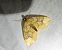 Eulithis populata 