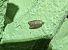 Acleris sparsana 