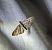 Eupithecia icterata 