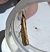 Crambus des tiges 