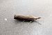 Crambus des tiges 