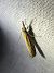 Crambus des tiges 