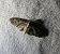 Eupithecia virgaureata 