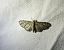 Eupithecia virgaureata 