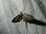 Eupithecia virgaureata 