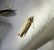 Xanthocrambus saxonellus 