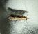 Ancylosis cinnamomella 