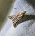 Ancylosis cinnamomella 