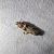 Acrobasis tumidana 
