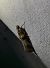 Acrobasis tumidana 