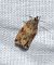 Celypha flavipalpana 