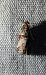 Acrobasis advenella 