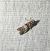 Acrobasis advenella 