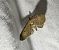 Eupithecia absinthiata 