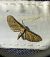 Eupithecia absinthiata 
