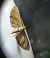 Eupithecia absinthiata 