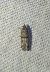 Khorassania compositella 