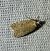 Agonopterix indéterminé 