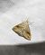 Evergestis forficalis 