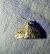 Evergestis forficalis 