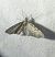 Eupithecia virgaureata 