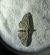 Eupithecia virgaureata 