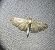 Eupithecia virgaureata 