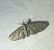 Eupithecia virgaureata 