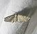 Eupithecia virgaureata 