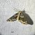 Ecliptopera silaceata 