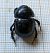Trypocopris vernalis 