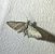 Eupithecia virgaureata 