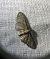 Eupithecia virgaureata 
