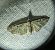 Eupithecia virgaureata 