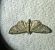Eupithecia virgaureata 