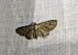 Eupithecia icterata 