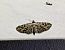 Eupithecia icterata 