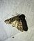 Apamea furva 