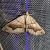 Scotopteryx moeniata 
