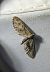 Eupithecia virgaureata 