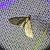 Eupithecia virgaureata 