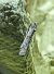Pempelia palumbella 