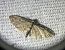 Eupithecia virgaureata 