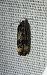 Endothenia sp. 