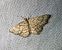 Heliomata glarearia 