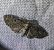 Eupithecia virgaureata 