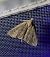 Herminia tarsicrinalis 
